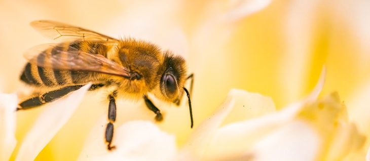 SES alerta para aumento de ataques de abelhas em MS e reforça medidas de prevenção