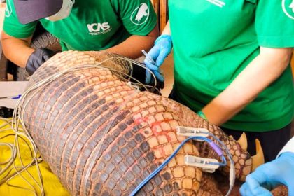 Tatu-Canastra de 40kg é o maior já capturado no Parque do Pombo em 14 anos