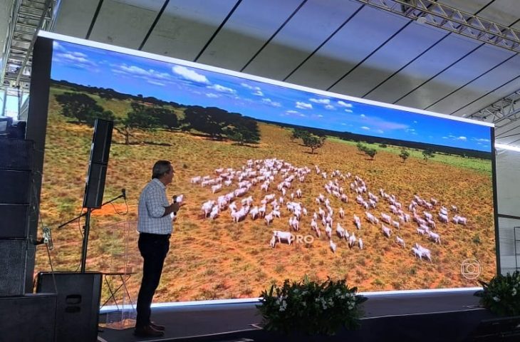 Com Precoce MS, abate de novilhos cresceu 112% nos últimos anos em Mato Grosso do Sul