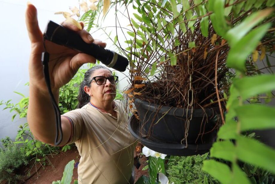 Secretaria de Saúde confirma sétima morte por dengue em MS 