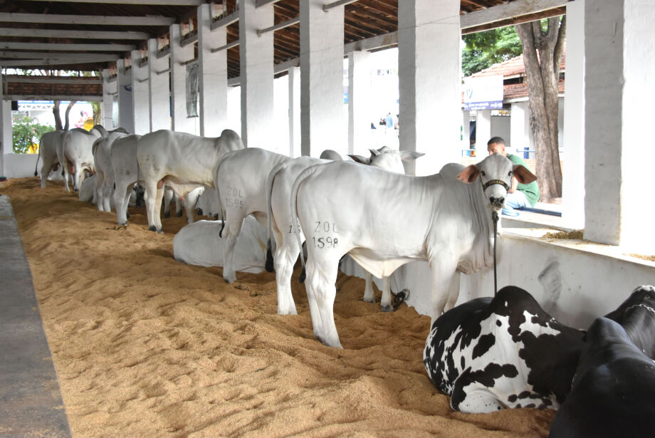 Exportações de carne bovina de MS para os EUA dispararam antes de tarifaço de Trump  