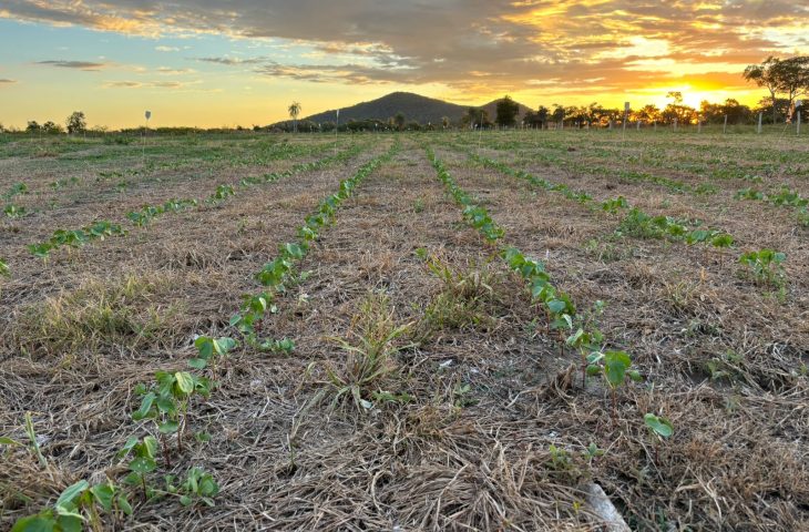 Com apoio da Fundect, campo experimental avalia sustentabilidade agrícola na Rota Bioceânica
