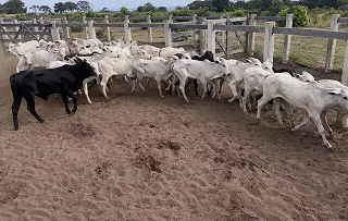 Capataz tenta jogar culpa em onça, mas é preso por furtar 42 bezerros