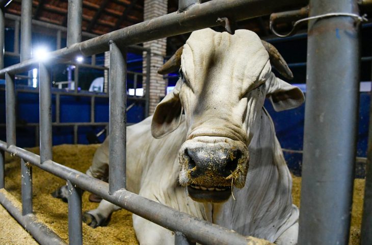 Marco histórico: MS recebe status de área livre de aftosa, apto para ampliar mercados da carne