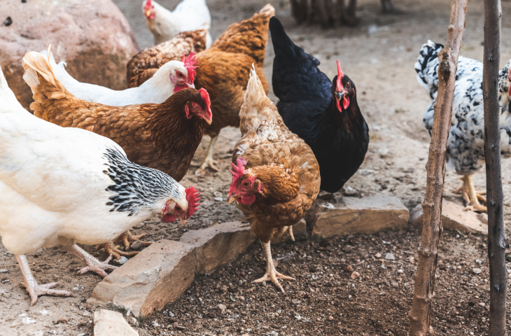 Agraer, Embrapa e Iagro reforçam prevenção à gripe aviária com foco na agricultura familiar