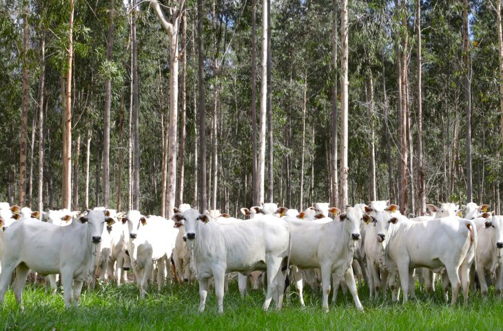 Com área livre de aftosa, trânsito de bovinos de MS para todo o território nacional está liberado
