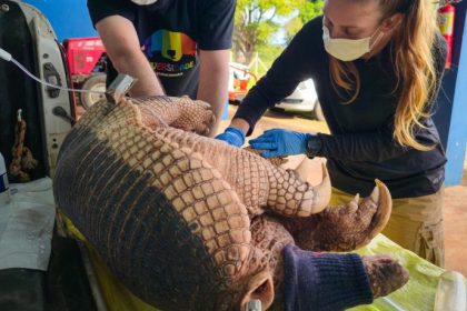 Nova captura de tatu-canastra no Parque do Pombo reforça a importância da unidade como refúgio para a biodiversidade