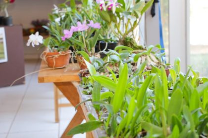 Três Lagoas recebe Exposição de Orquídeas e Rosas do Deserto