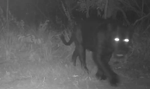 Onça-preta aparece pela primeira vez em reserva no Cerrado