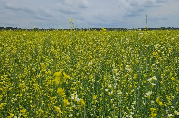 Visando diversificar safra agrícola, Governo posterga recolhimento do ICMS da carinata e outros 5 produtos