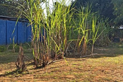 Centro POP utiliza a cana-de-açúcar como ação paliativa contra a dependência química