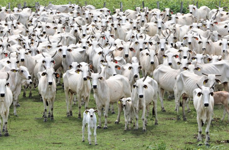 Livre de aftosa sem vacina: status histórico é mais uma ferramenta de MS para ampliar mercados na Ásia