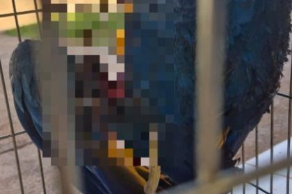 Arara-canindé é ferida por linha com cerol em Três Lagoas. SEMEA alerta sobre riscos e legislação