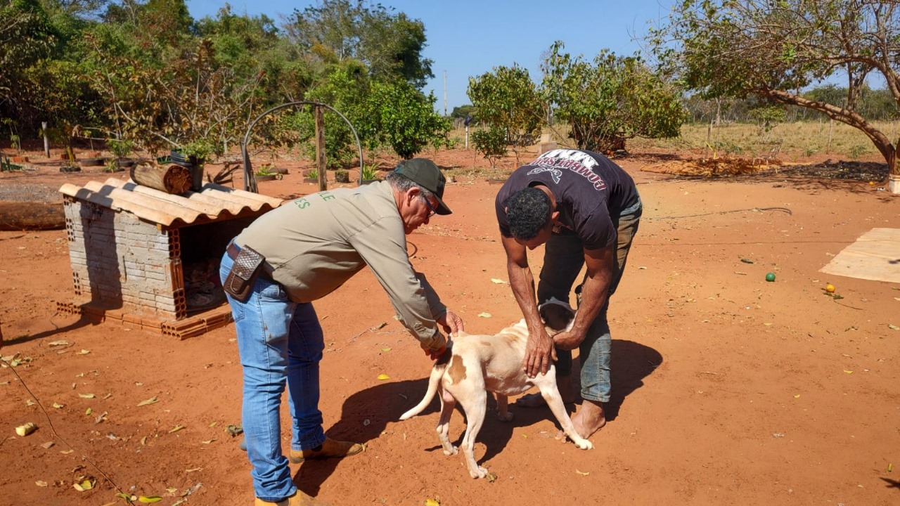 Mais de 600 cães e gatos já foram vacinados contra a raiva em Selvíria