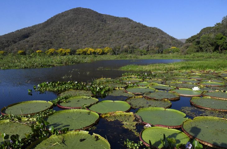 Pantanal brasileiro é destaque em campanha global inédita com a National Geographic