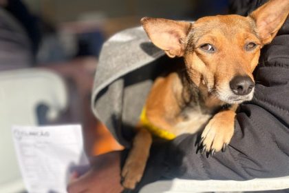 Caravana da Castração em Três Lagoas: importância dos cuidados antes e depois da cirurgia
