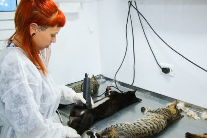 Devido faltas, Caravana da Castração permite encaixes na agenda. Veja como