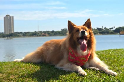 “A Rua é Nossa” terá programação especial com Pet Day neste domingo em Três Lagoas