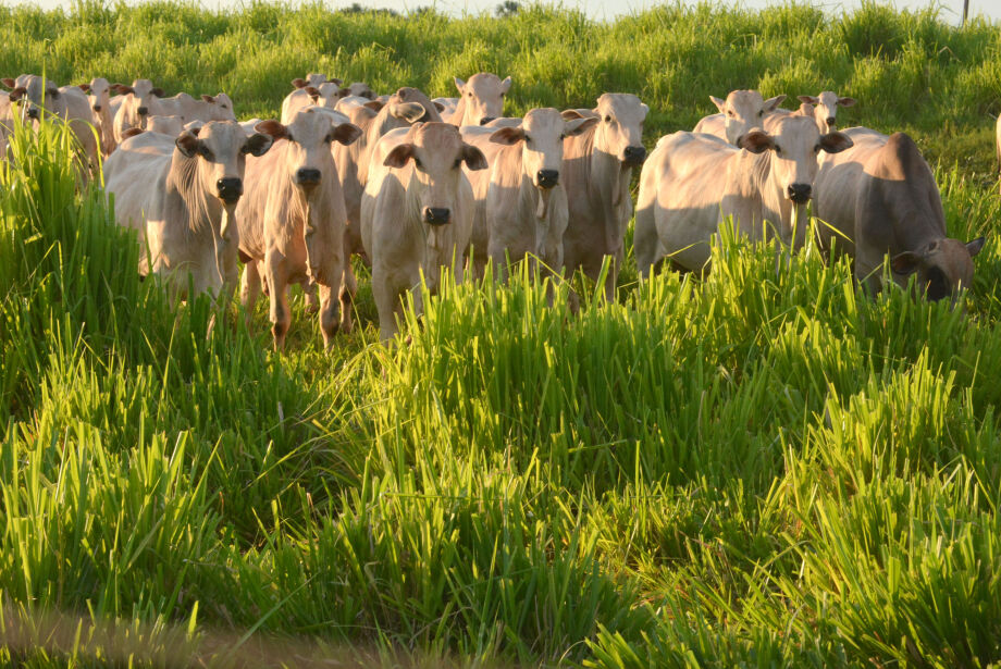 MS tem cerca de seis cabeças de gado para cada habitante  