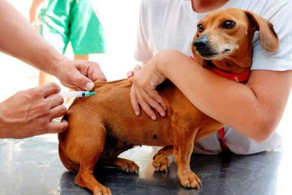 Prefeitura de Três Lagoas realiza “Dia D da Campanha Antirrábica” para cães e gatos no dia 04 de outubro