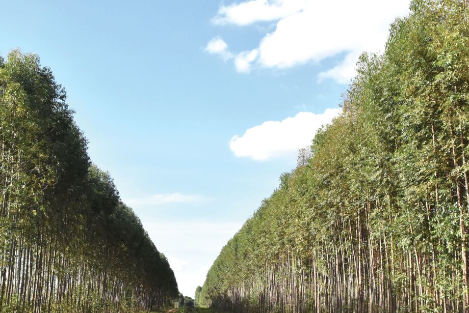 Vale da celulose: área de florestas plantadas e valor da produção batem recorde em MS  