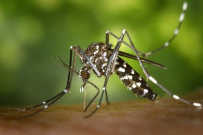 Prefeitura de Três Lagoas alerta sobre aumento de casos de dengue e chikungunya com o período de chuvas