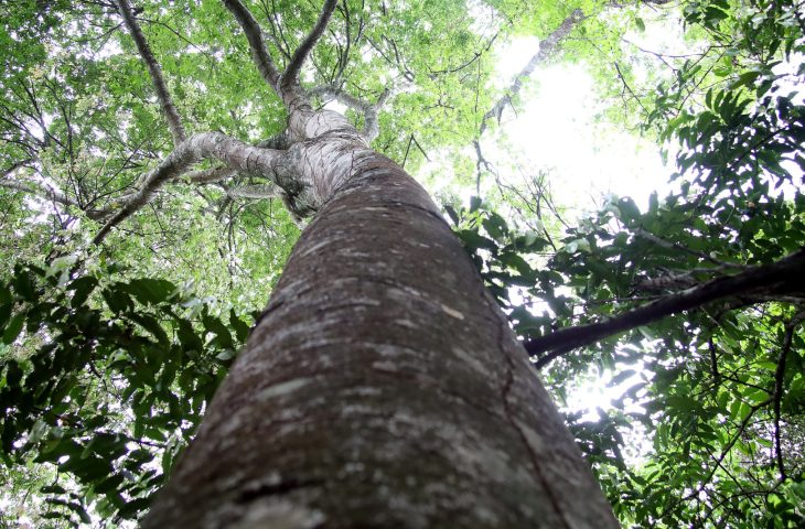 Habilitado para captar recursos de REDD+, MS vai estruturar mercado de carbono a partir de 2026
