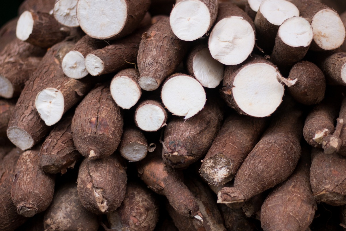 Inscrições abertas para curso gratuito de Processamento da Mandioca em Selvíria