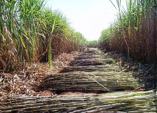 Tecnologias podem zerar carbono do etanol brasileiro, aponta estudo
