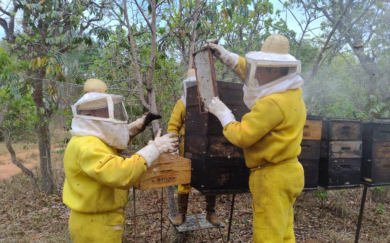 Programa de Apicultura da Suzano bate recorde e consolida Três Lagoas como líder em produção de mel no estado