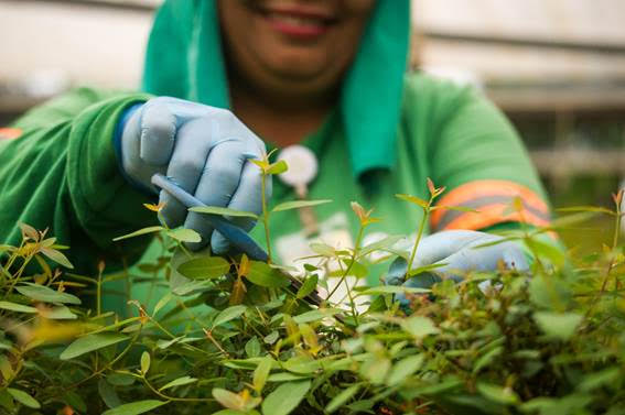 Nesta sexta-feira (28), Eldorado Brasil realiza processo seletivo em Andradina para Ajudante de Viveiro