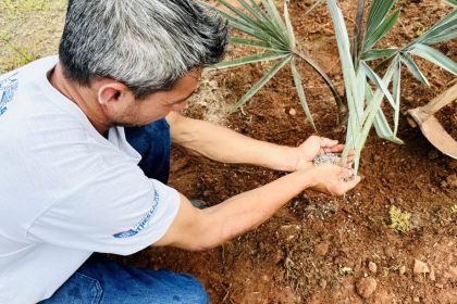 SEMEA intensifica arborização urbana com plantio de mais de 190 novas mudas em Três Lagoas