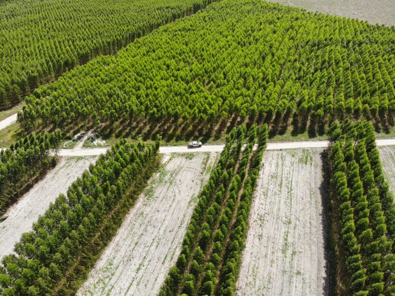 Expedição Silvicultura consolida o maior mapeamento florestal do país