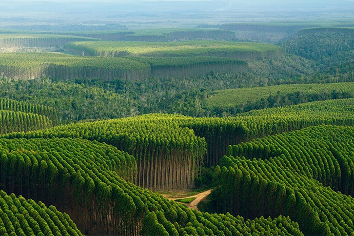 Sindicato das Indústrias de Papel e Celulose de MS divulga vagas de emprego para o setor