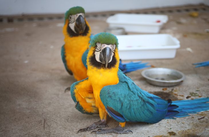 Governo de MS inaugura centro de triagem de animais silvestres em Três Lagoas