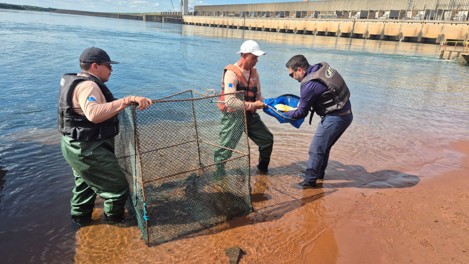 CESP implanta microchips em 600 peixes nativos do Rio Paraná para monitorar espécies migratórias durante a piracema