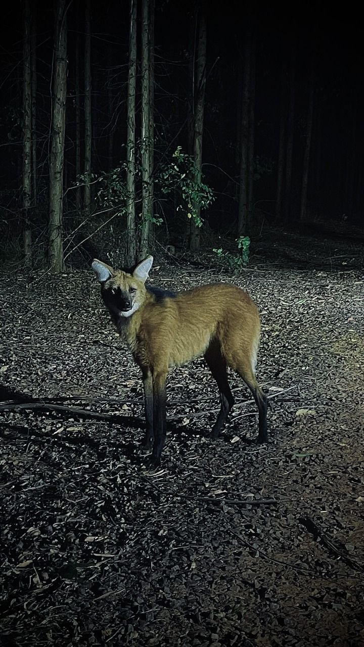 Avistamento de lobo-guará em fazenda da Eldorado Brasil mostra integração entre florestas plantadas e fauna silvestre
