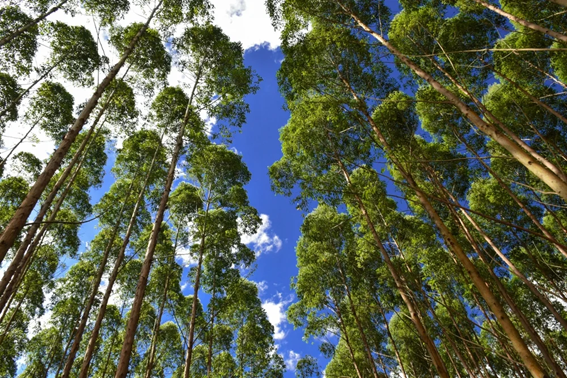 Sindicato das Indústrias de Papel e Celulose divulga vagas de emprego no setor