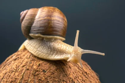 Prefeitura de Três Lagoas orienta população sobre o controle do caramujo africano