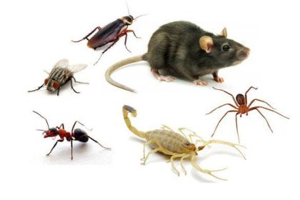 CCZ explica o que são animais sinantrópicos e orienta sobre cuidados preventivos