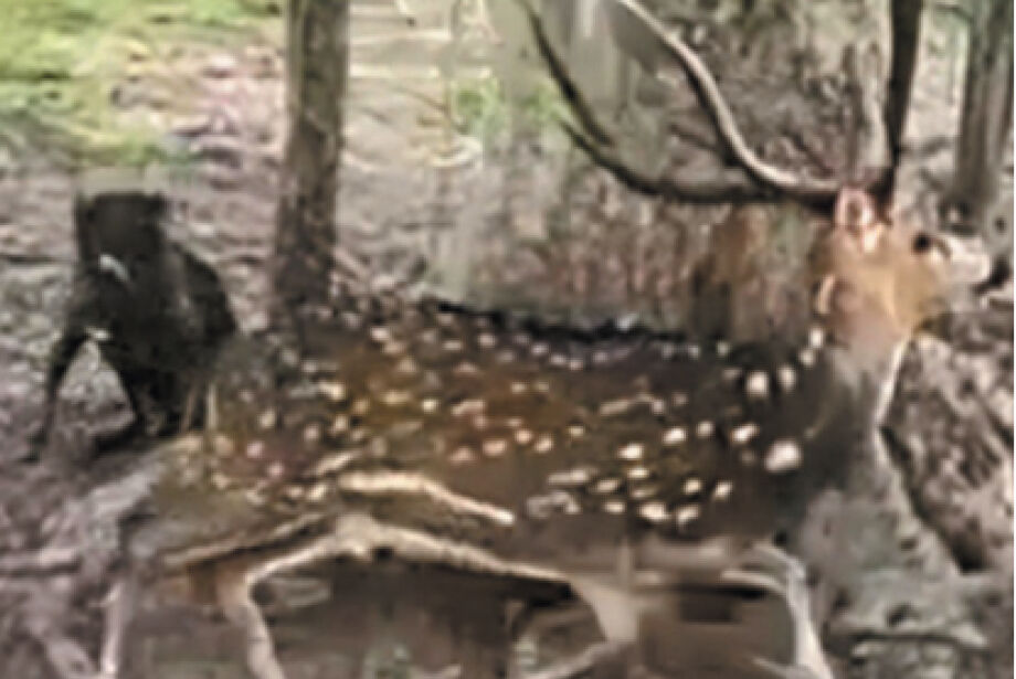 Cervo da Índia pode virar praga no Pantanal e ameaçar outras espécies  