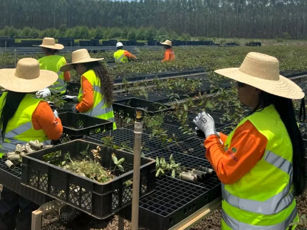 Suzano intensifica ações para ampliar presença feminina no setor florestal