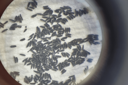 VOCÊ SABIA? Ovos do Aedes aegypti podem sobreviver até 1 ano sem contato com a água