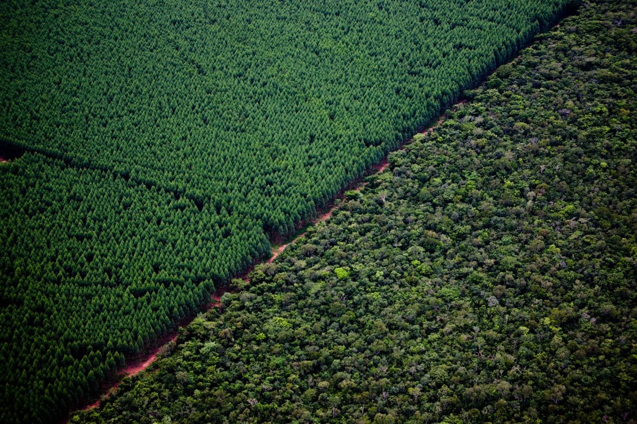 Suzano promove restauração ecológica de mais de 1,5 mil hectares de Cerrado em Mato Grosso do Sul