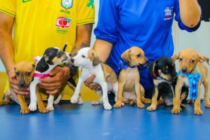Veja como adotar um “doguinho” pelo Centro de Reabilitação Animal da Prefeitura de Três Lagoas
