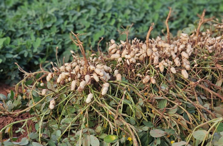 Vale da Celulose reforça protagonismo no setor florestal e abre espaço para a diversificação com citrus e amendoim