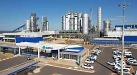 Suzano abre 25 vagas para formação de jovens no setor florestal em Ribas do Rio Pardo (MS)