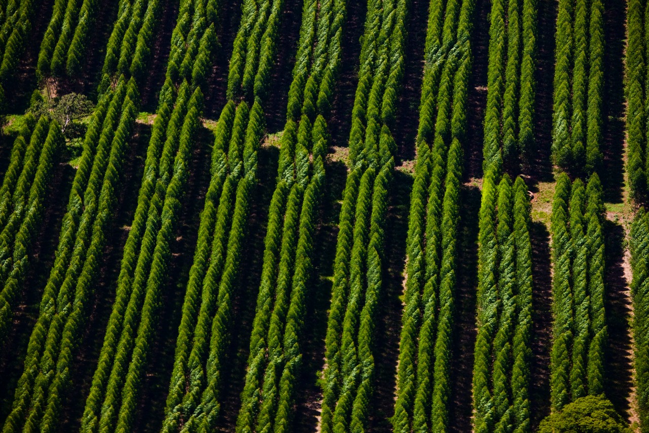 Suzano abre sete processos seletivos para Mato Grosso do Sul