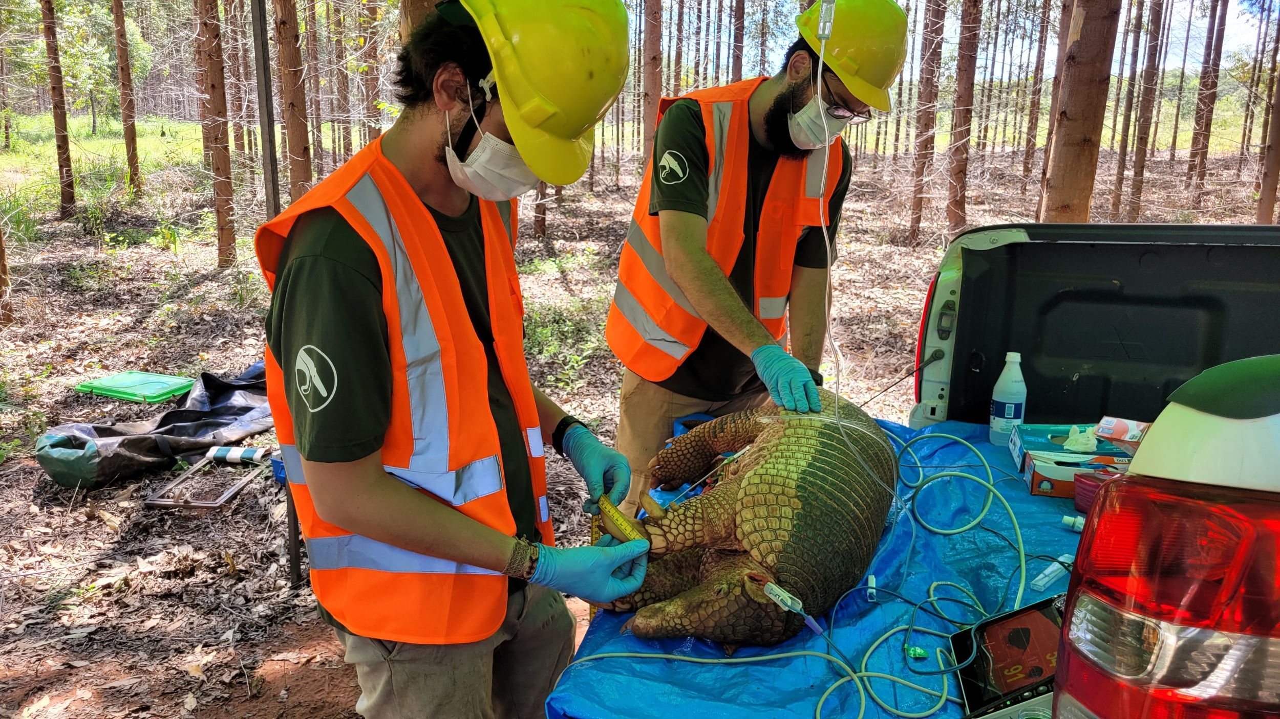 ICAS registra, pela primeira vez, tatu-canastra grávida em área da Suzano em Mato Grosso do Sul